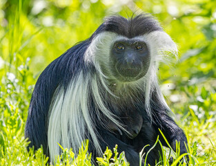 Close-up view of a female Mantled guereza (Colobus guereza)