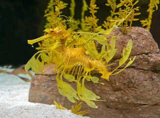 Close-up view of a Leafy Seadragon (Phycodurus eques)