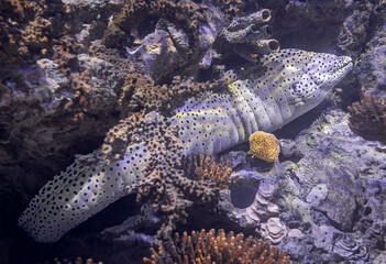 Close-up view of a laced moray (Gymnothorax favagineus)