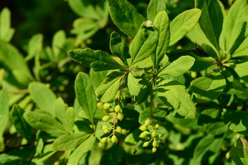 Photos of Berberis amurensis var. latifolia, known as Korean Amur Barberry, showing its wide green leaves, yellow flower clusters, and red to black ripened berries. Commonly found in Korean mountain f