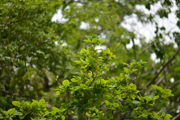 Photos of Berberis amurensis var. latifolia, known as Korean Amur Barberry, showing its wide green leaves, yellow flower clusters, and red to black ripened berries. Commonly found in Korean mountain f