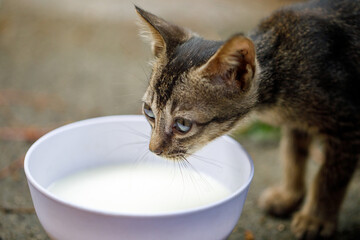 Stray kitten sniffing bowl of milk on urban pavement
