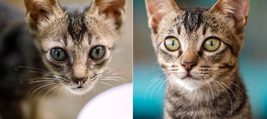 April 21 to June 19 Before and After of Abandoned Kitten Chucha, 59 Days After Being Left at...