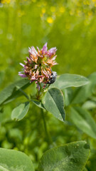 Close-up of a beetle on blooming red clover flower in a summer meadow. Macro shot capturing natural insect behavior and vivid textures of petals and green leaves.