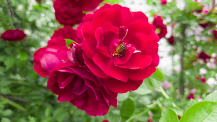 Close-up of a red rose with a bee collecting pollen in a garden. The horizontal image captures vibrant floral detail and soft greenery in natural daylight