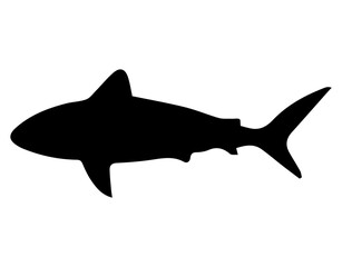 Shark silhouette vector image for ocean animal design and marine life illustration and sea predator artwork