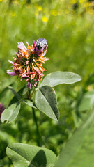 Close-up of a spotted beetle on a wild red clover flower, captured in a sunny green meadow. Natural macro detail with soft background blur and vibrant summer tones.