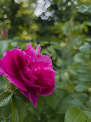 Close-up of a vibrant magenta rose blooming in a garden, with lush green foliage and soft background bokeh. A striking floral composition full of natural beauty and detail.