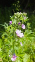 Close-up of a wildflower with light violet petals and green leaves in bright summer sunlight. Vertical image capturing natural growth and soft countryside atmosphere.