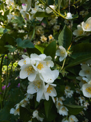 Fototapeta premium Close-up of blooming white jasmine flowers with yellow stamens among lush green leaves. A soft vertical composition full of summer freshness and natural beauty.