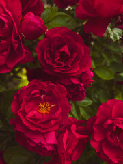 Close-up of blooming red roses with visible yellow stamens and lush green leaves. A bold vertical floral composition full of romantic color and natural texture.