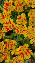 Tulpenfeld mit gelb roten Tulpen