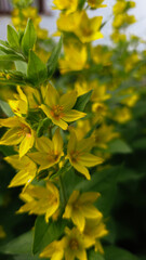 Close-up of vibrant yellow loosestrife flowers in bloom, with strong focus on the foreground and blurred depth behind. A vertical floral composition in soft natural light.