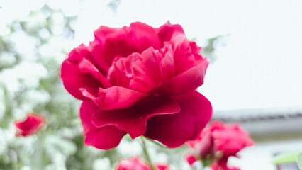 Horizontal close-up of a red rose in bloom against a bright sky. The soft background and vivid petals create a minimal yet elegant floral composition in natural light.