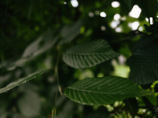 Horizontal close-up of textured green leaves with visible veins in soft natural shade. A calm foliage scene with depth and contrast, ideal for backgrounds and nature themes.