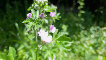 Horizontal close-up of wildflower with soft violet petals and fresh green leaves in bright sunlight. Natural meadow scene with shallow focus and botanical clarity.