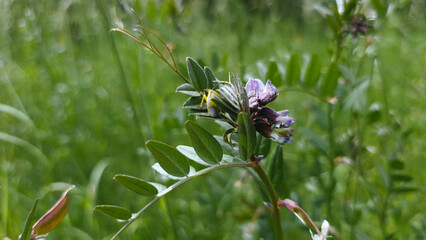 Horizontal macro photo of a wild vetch flower with compound green leaves and a small yellow insect. Captured in a sunlit meadow with natural blur and vibrant tones.