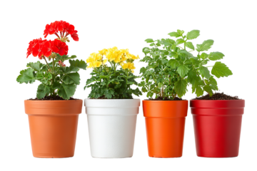 Potted Beauty Red Geraniums Yellow Daisies and Green Herbs Bringing on transparent background