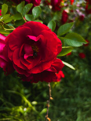 Macro shot of a bee collecting pollen inside a vivid red rose, surrounded by green garden foliage. A vertical floral scene filled with color, texture, and natural life.