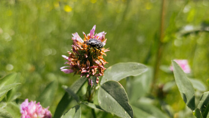 Macro photo of a black and white beetle on a faded red clover flower in a green summer field. Detailed close-up of insect life in natural meadow habitat.