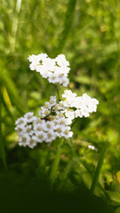 Macro shot of blooming white yarrow flowers with soft yellow centers in green meadow. Natural lighting and bokeh background create a calm and botanical mood.