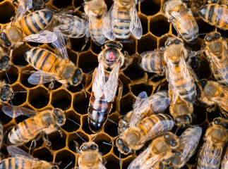 A dark queen bee marked with a red dot on beeswax comb, surrounded by worker bees