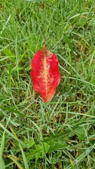 Rotes Blatt auf grünem Rasen