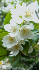 Vertical close-up of blooming jasmine flowers with white petals and yellow stamens, surrounded by vibrant green leaves. Captured in soft daylight with natural clarity.