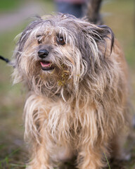  A closeup detail shot of a long-haired Pyrenean Sheepdog (Canis lupus f. familiaris). Pyrenean...