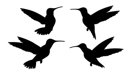 humming bird silhouette vector illustration on tranparent background
