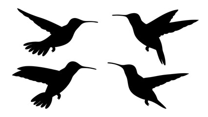 humming bird silhouette vector illustration on tranparent background