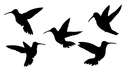 humming bird silhouette vector illustration on tranparent background