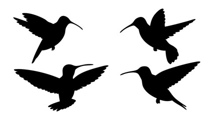humming bird silhouette vector illustration on tranparent background