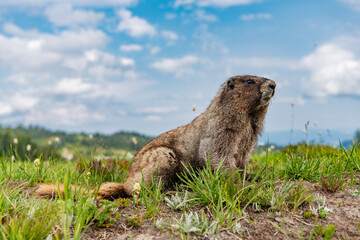 Capybara in the park. Wild animal. Groundhog on lawn. Rodent animal woodchuck. Rodent marmot animal. Wildlife nature. Marmot capybara. Marmot wild groundhog. Woodchuck rodent. Cute capybara