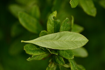 Berberis koreana - Korean Barberry Shrub with Green Leaves, Spines and Red Berries