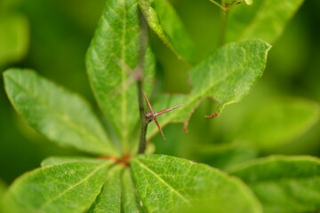 Berberis koreana - Korean Barberry Shrub with Green Leaves, Spines and Red Berries