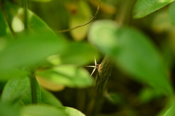 Berberis koreana - Korean Barberry Shrub with Green Leaves, Spines and Red Berries