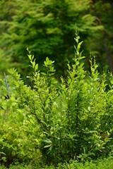 Berberis koreana - Korean Barberry Shrub with Green Leaves, Spines and Red Berries