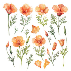 Watercolor Eschscholzia Flower Elements Set – Flowers, Petals, and Leaves on White