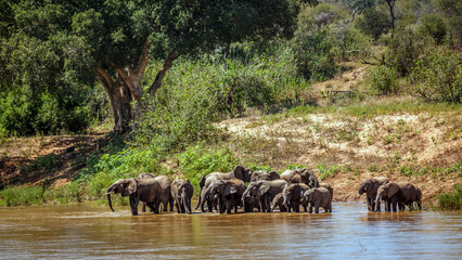 Herd of African bush elephant drinking in riverbank in Kruger National park, South Africa ; Specie Loxodonta africana family of Elephantidae