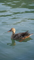 great crested grebe