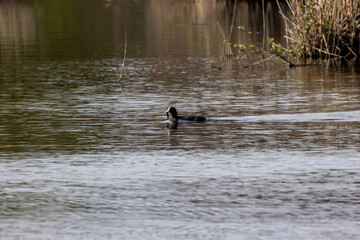 Eurasian coot swimming and carrying food in lagoa pequena, sesimbra, portugal