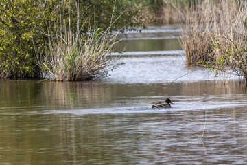 Mallard swimming in lagoa pequena interpretive space, sesimbra, portugal