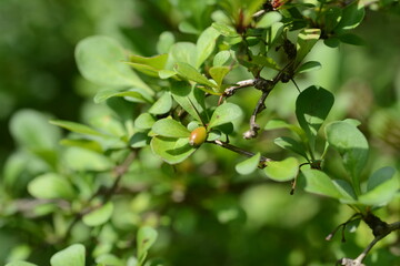 Berberis thunbergii - Japanese Barberry Shrub with Red Berries and Spiny Branches