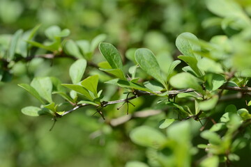 Berberis thunbergii - Japanese Barberry Shrub with Red Berries and Spiny Branches
