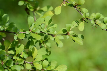 Berberis thunbergii - Japanese Barberry Shrub with Red Berries and Spiny Branches
