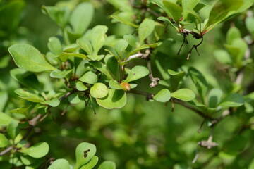 Berberis thunbergii - Japanese Barberry Shrub with Red Berries and Spiny Branches