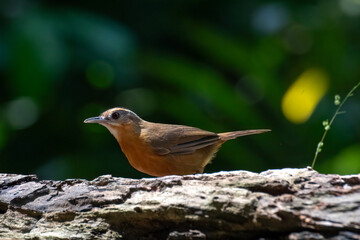 Javan black-capped babbler is looking for caterpillars on a tree trunk