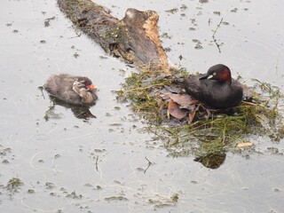 Little Grebe parent and child