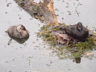 Little Grebe parent and child